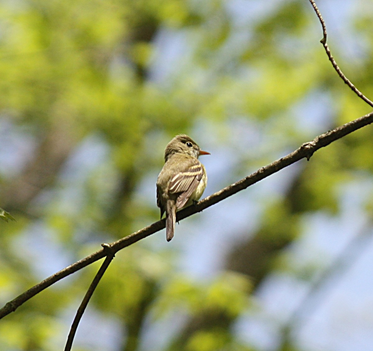 Acadian Flycatcher - ML236331791
