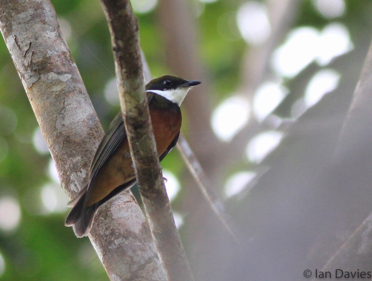 Yellow-crowned Manakin - Ian Davies