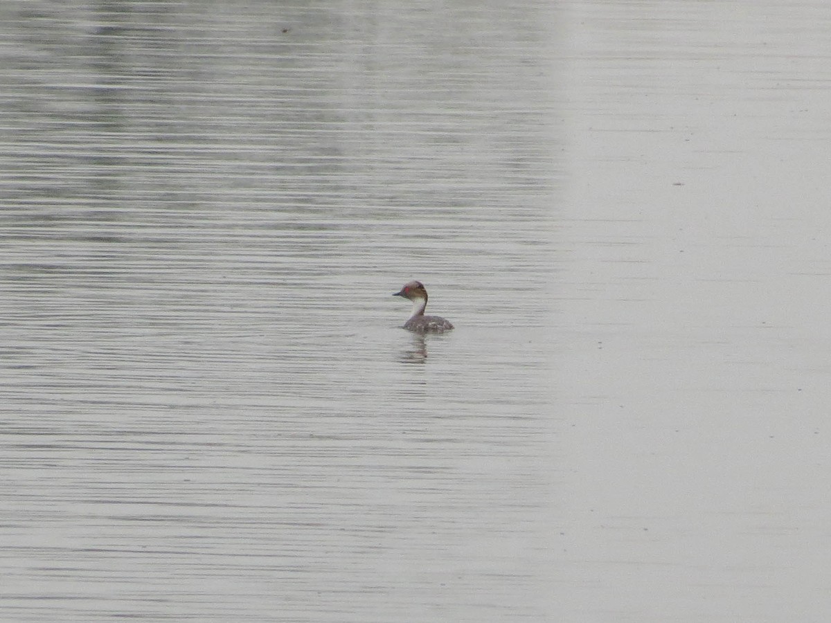 Silvery Grebe - ML236332441