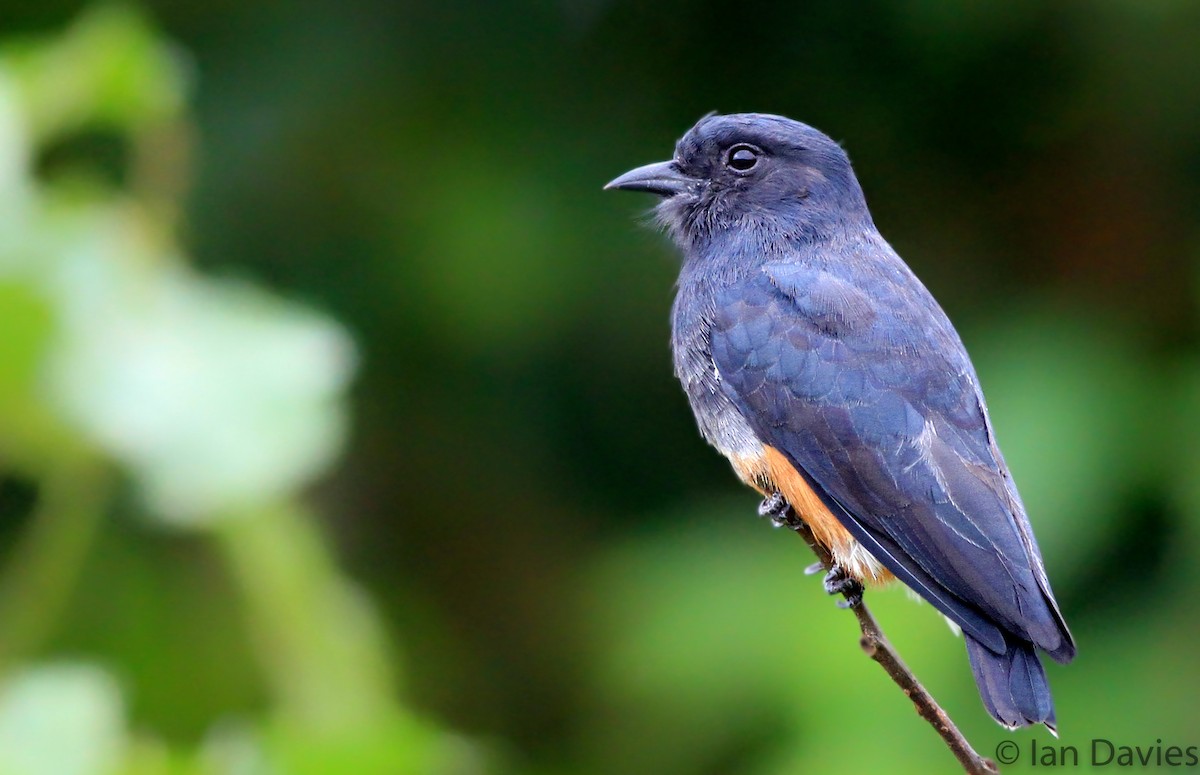Swallow-winged Puffbird - Ian Davies