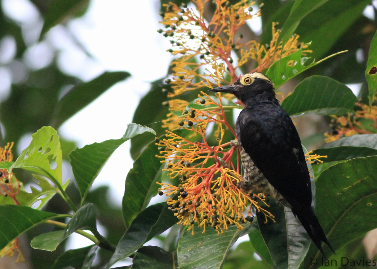 Yellow-tufted Woodpecker - Ian Davies