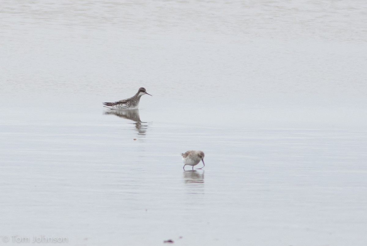 Phalarope à bec étroit - ML236333081