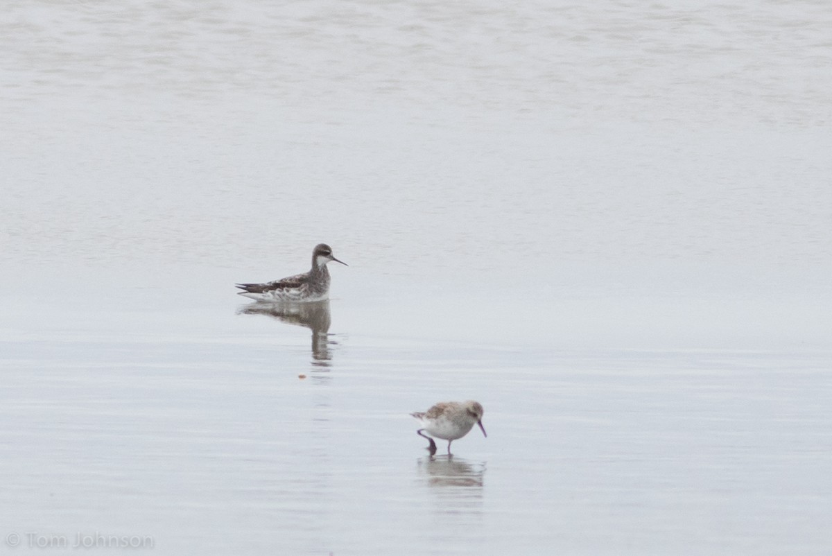 Phalarope à bec étroit - ML236333091