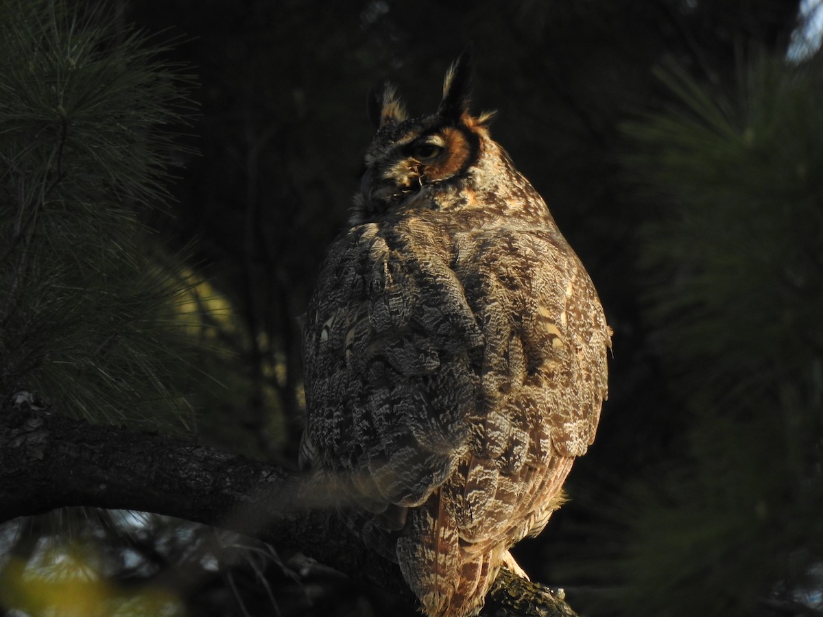 Great Horned Owl - ML236333851