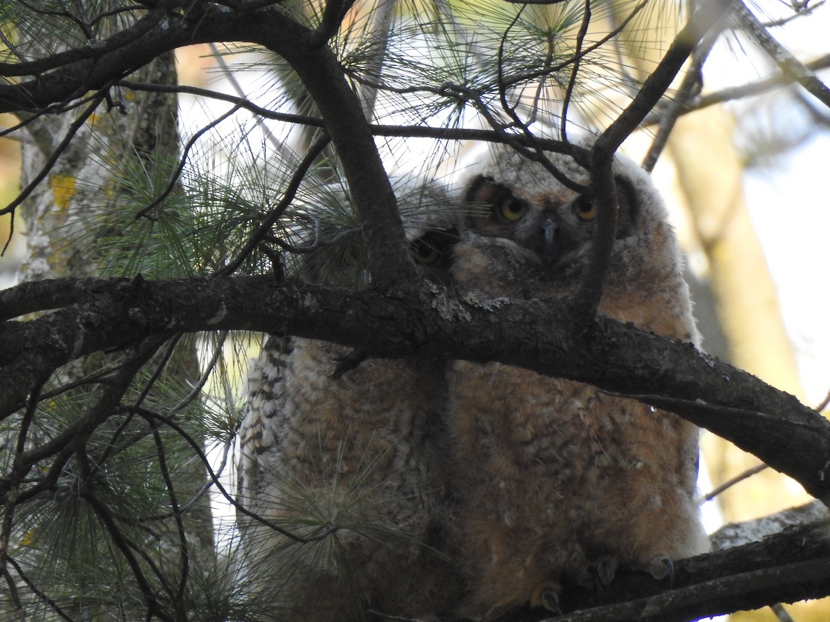 Great Horned Owl - Jacques Bélanger