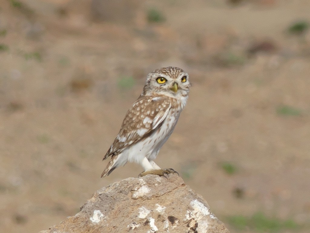 Little Owl (Abyssinian) - Tommaso Renzulli