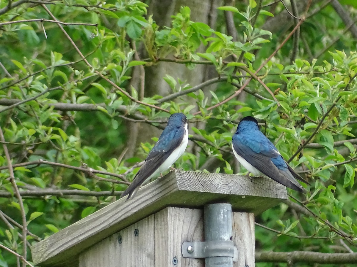 Tree Swallow - ML236335071