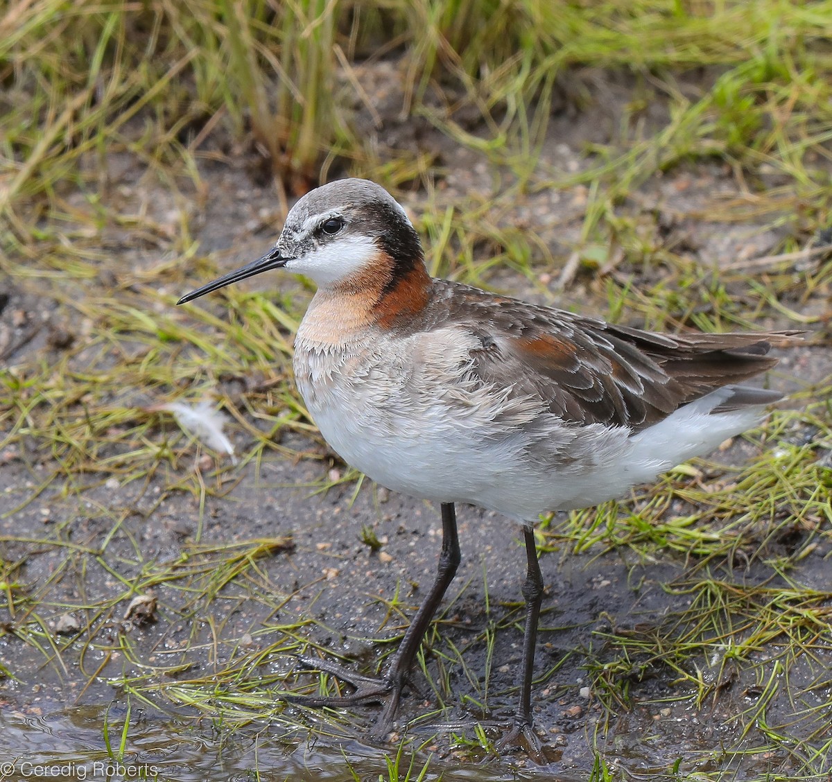 Wilson's Phalarope - Ceredig  Roberts