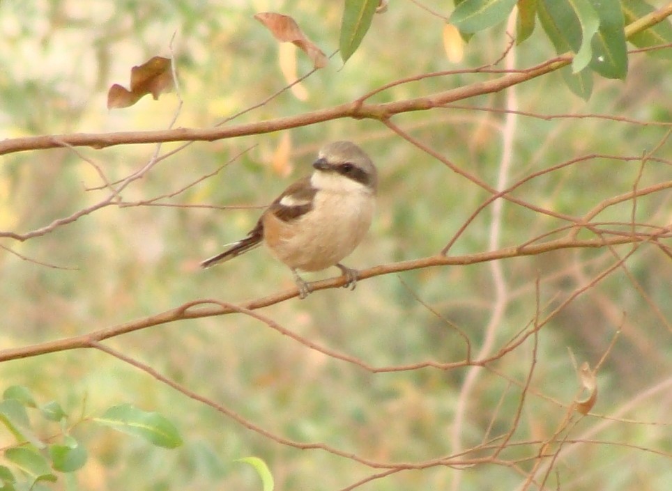 Souza's Shrike - ML236337411