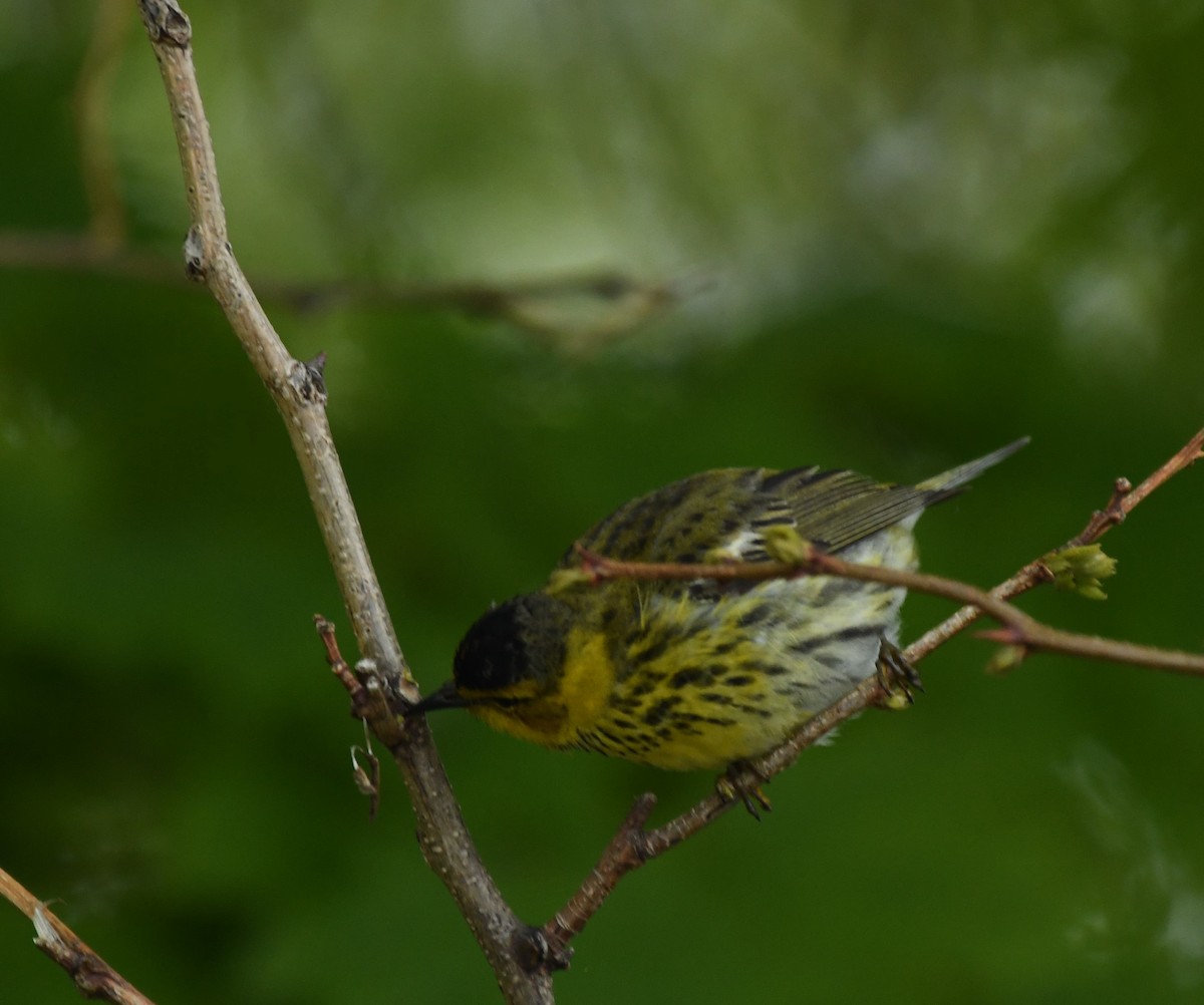 Cape May Warbler - ML236338191
