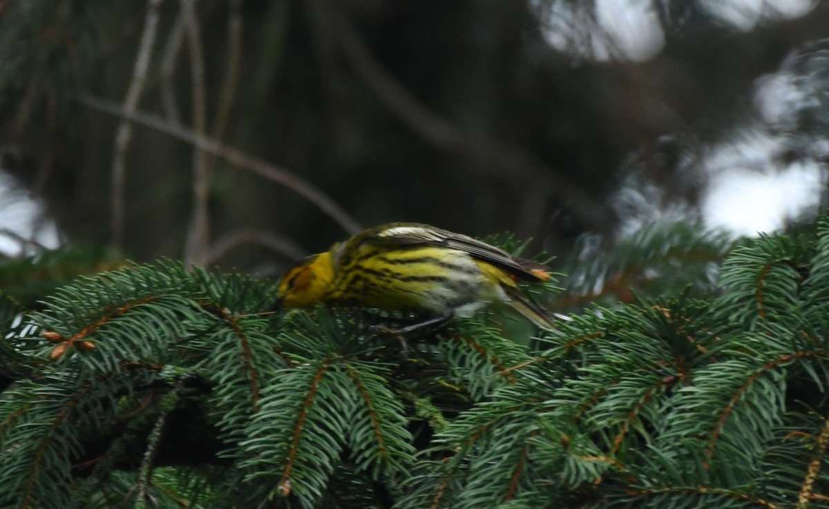 Cape May Warbler - ML236339771
