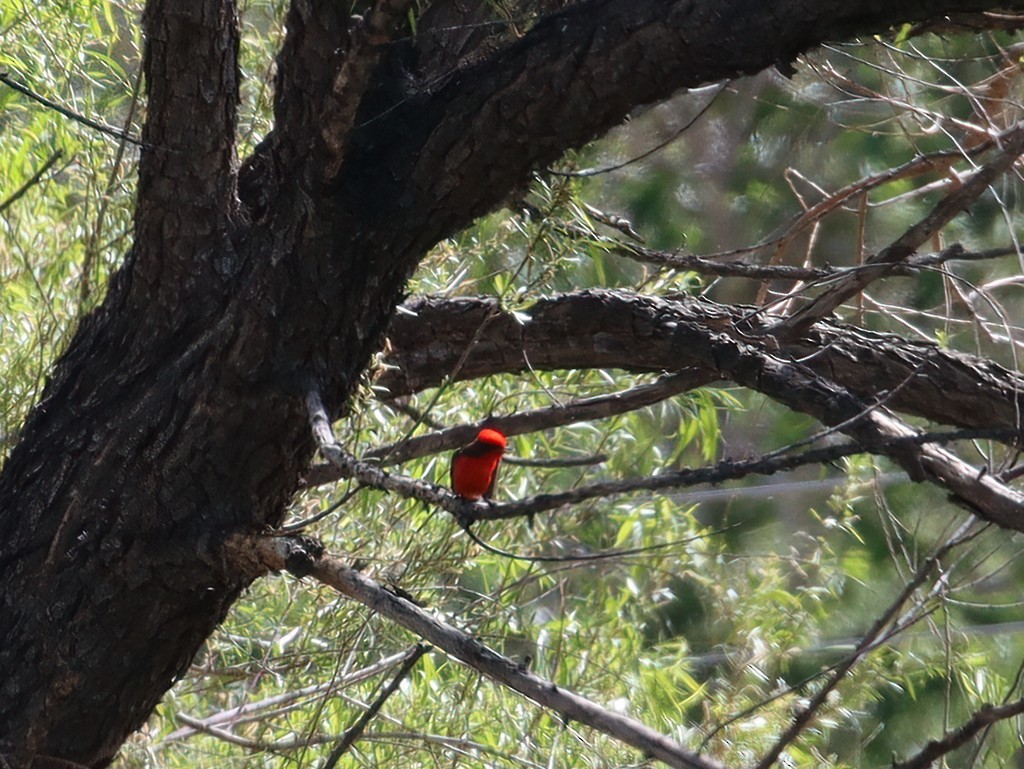 Vermilion Flycatcher - ML236341481
