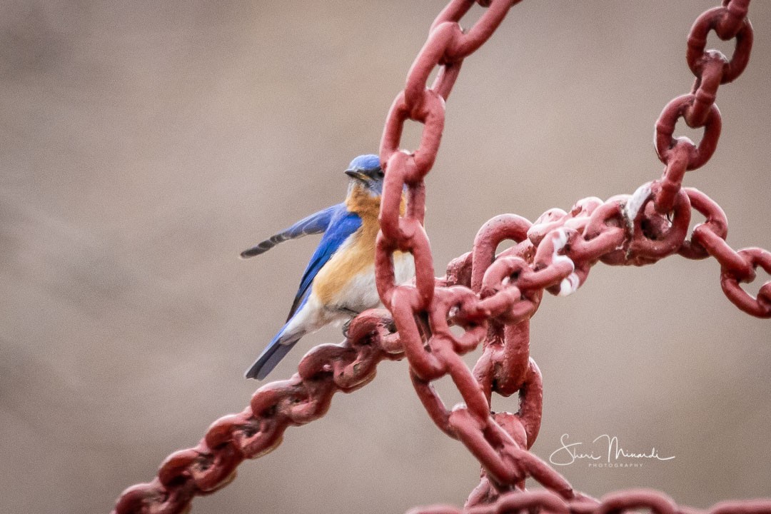 Eastern Bluebird - ML236342681
