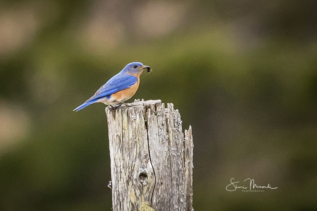 Eastern Bluebird - ML236342711
