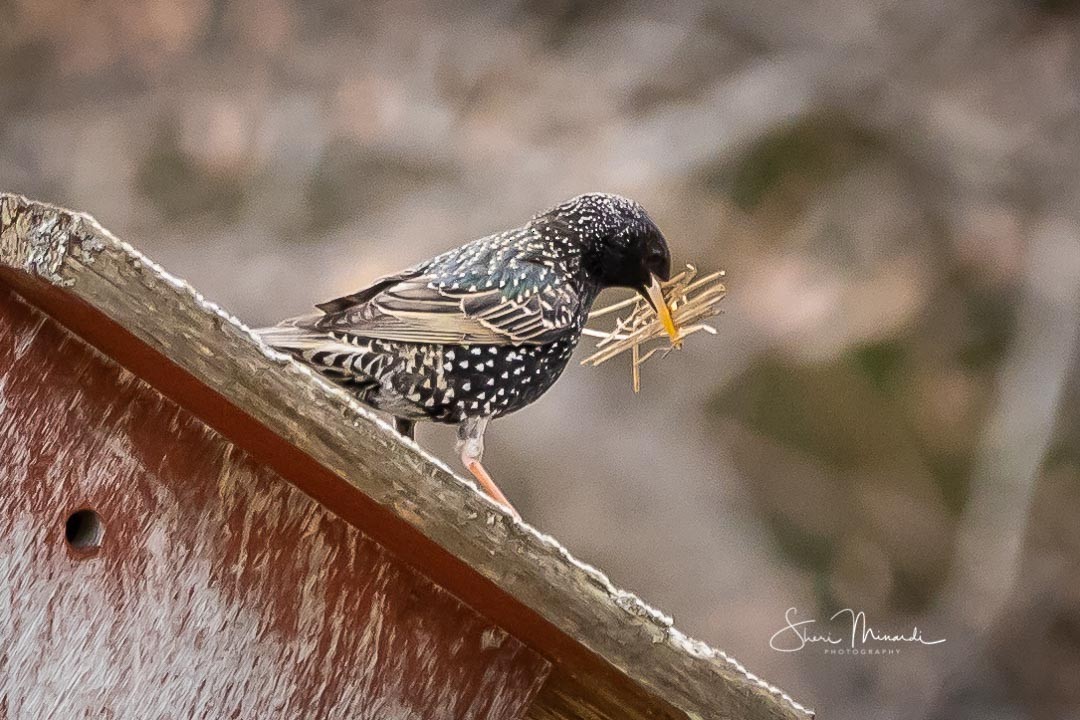 Хар тодол - ML236342761