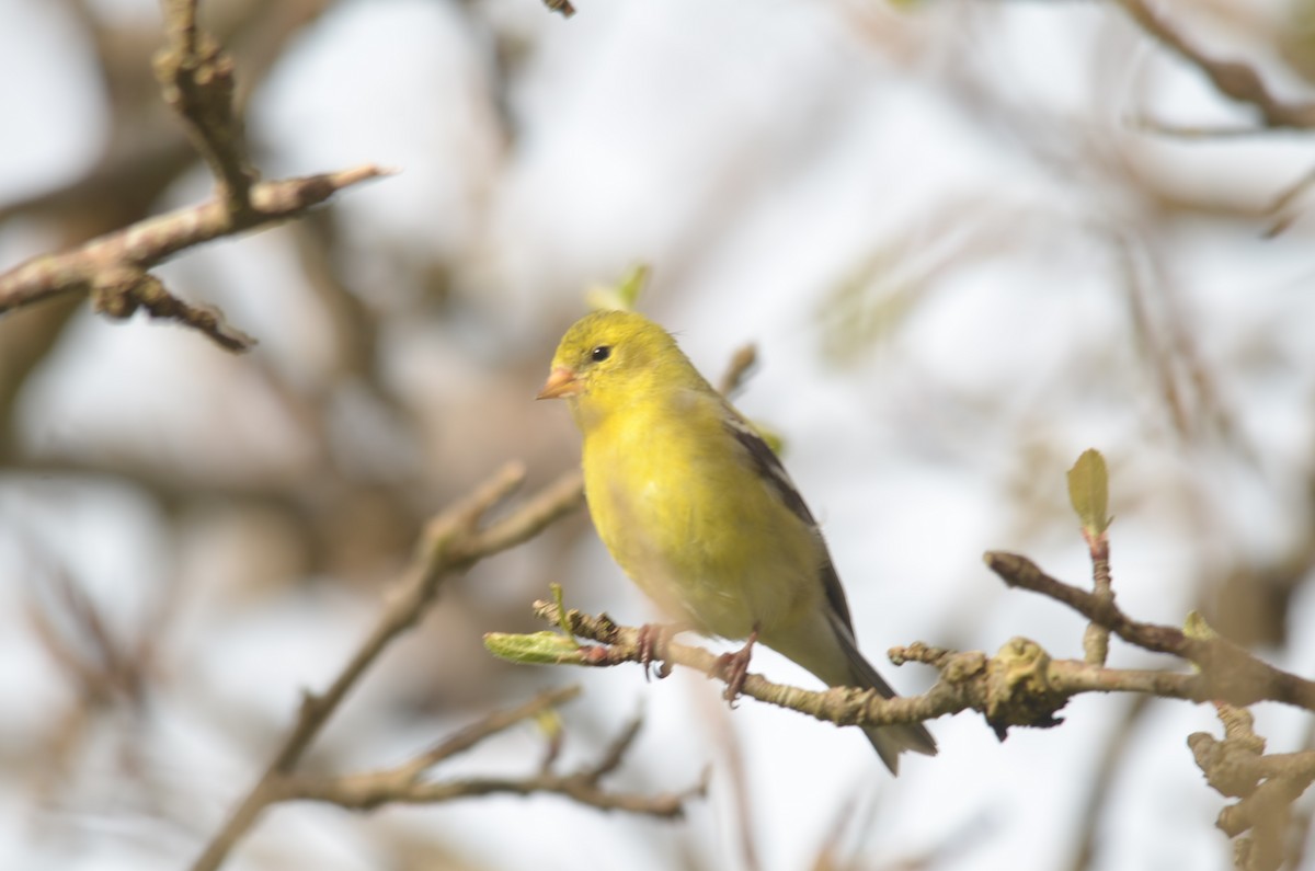 Chardonneret jaune - ML236343681