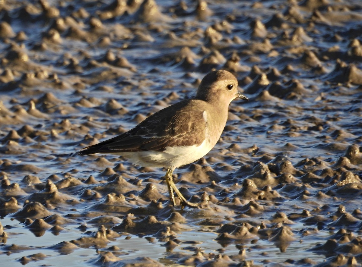 Rufous-chested Dotterel - ML236343891