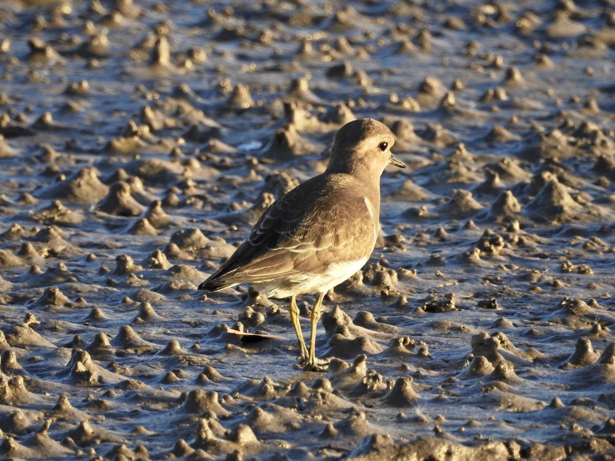 Rufous-chested Dotterel - ML236343941