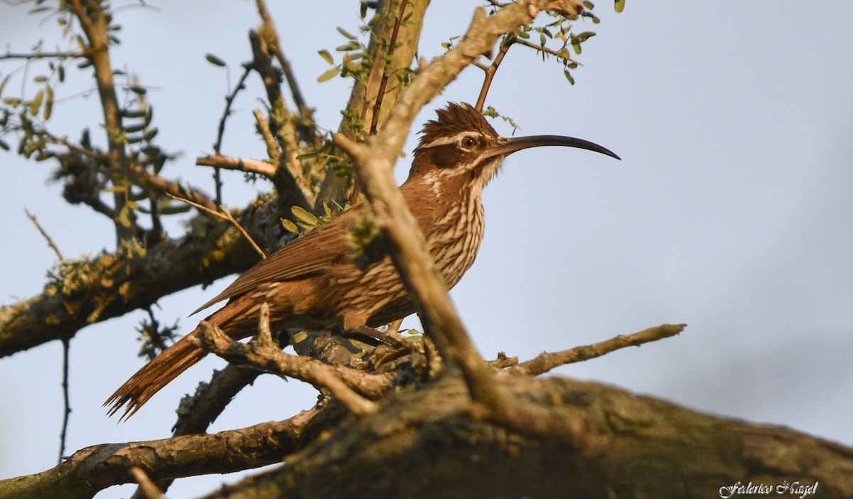 Scimitar-billed Woodcreeper - ML236344201