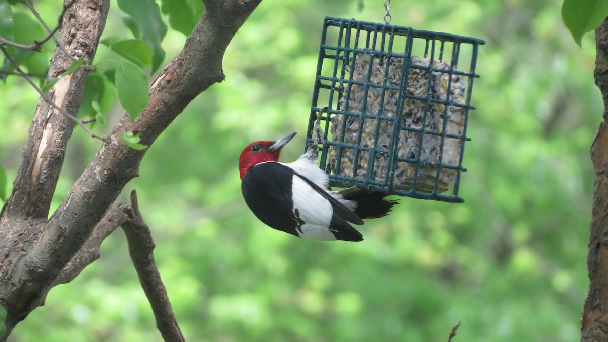 Red-headed Woodpecker - ML236346111