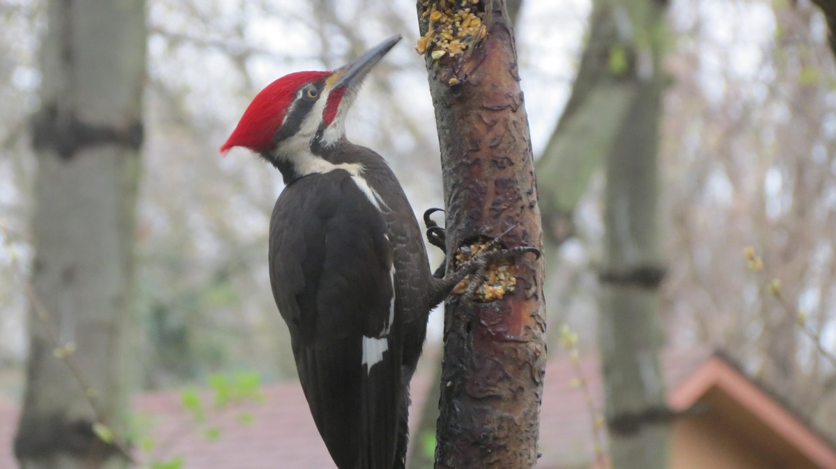 Pileated Woodpecker - ML236346421