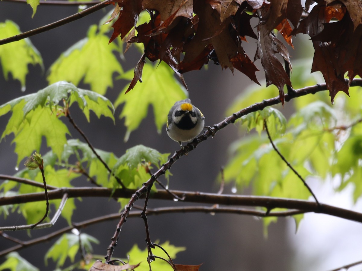 Golden-winged Warbler - ML236347551