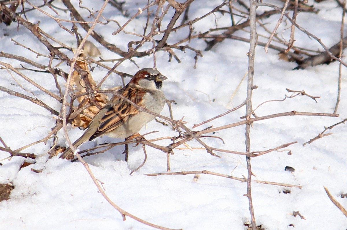 House Sparrow - Charlotte Croshaw