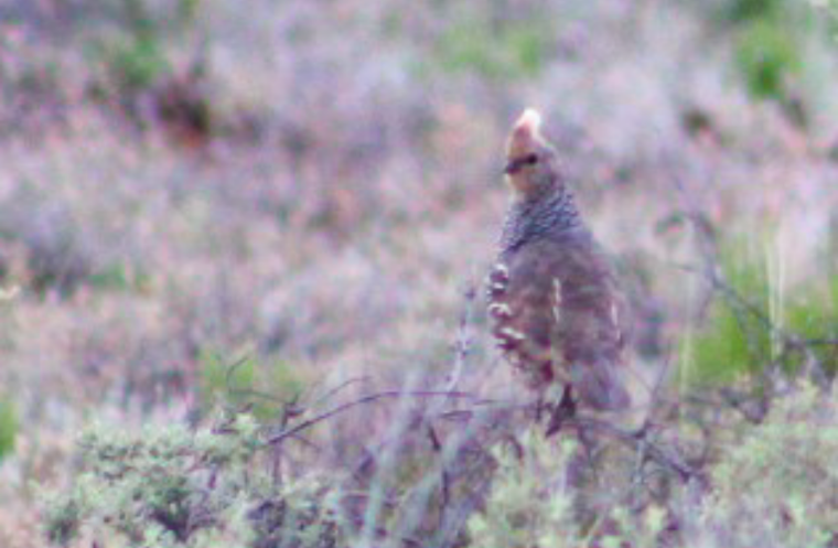 Scaled Quail - ML236349951