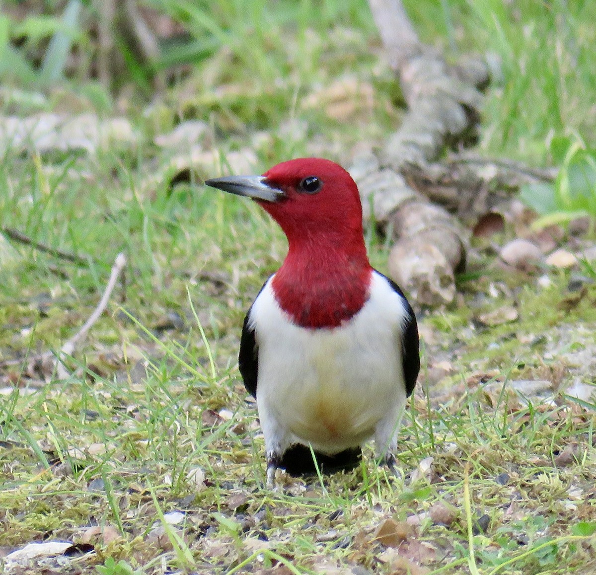 Red-headed Woodpecker - ML236350101