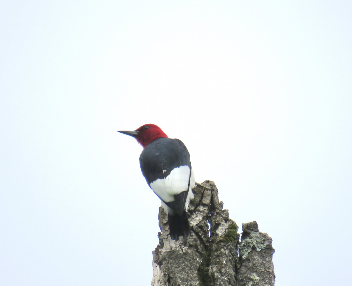 Red-headed Woodpecker - ML236350111