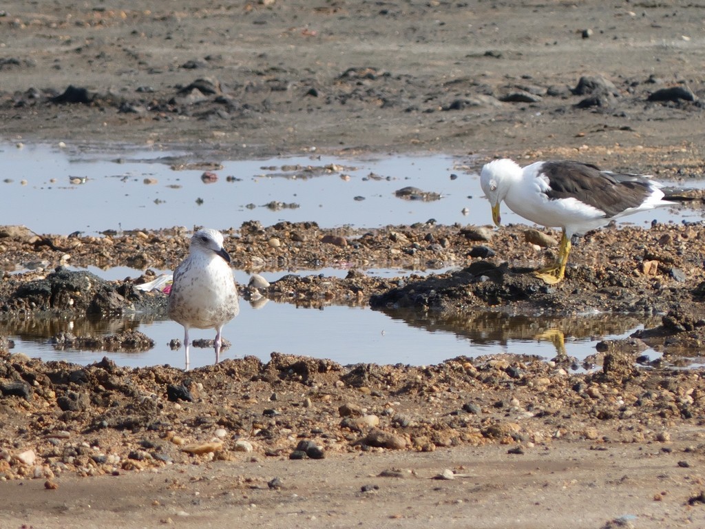 Lesser Black-backed Gull (fuscus) - ML236351191