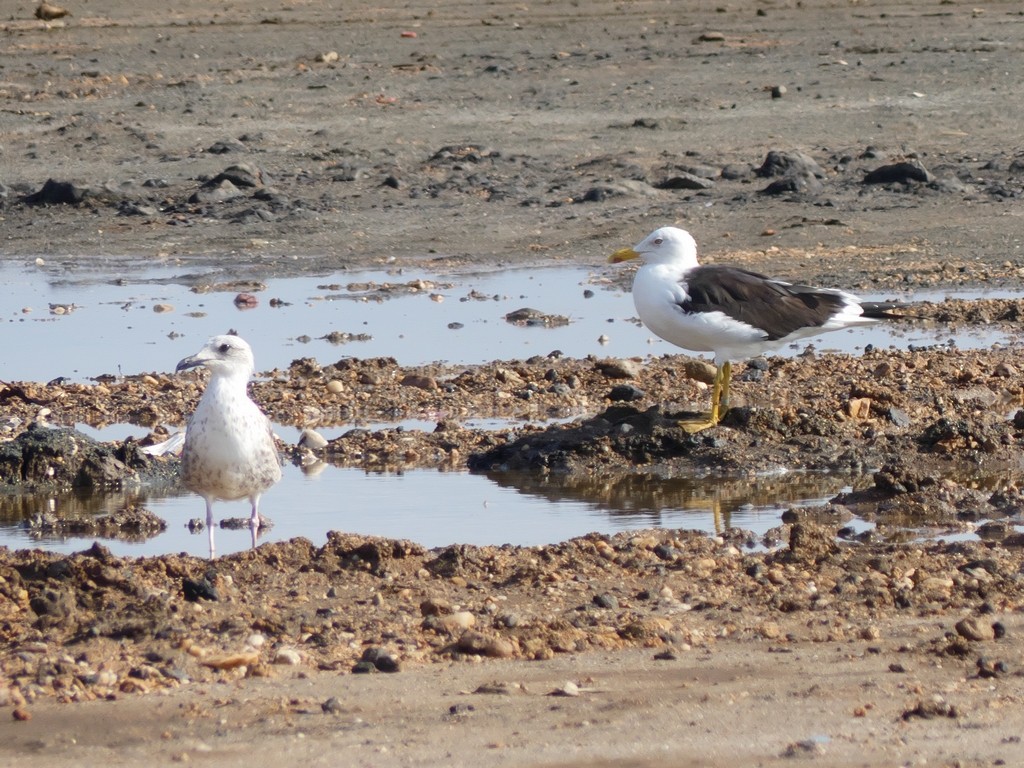 Lesser Black-backed Gull (fuscus) - Tommaso Renzulli