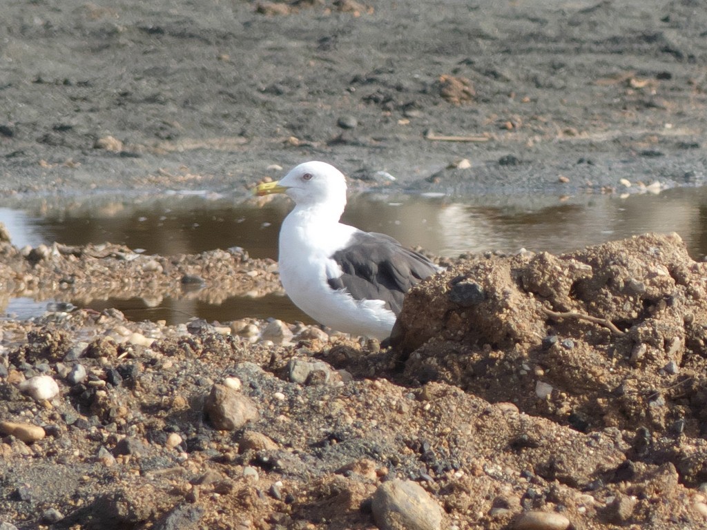 Lesser Black-backed Gull (Heuglin's) - ML236351281