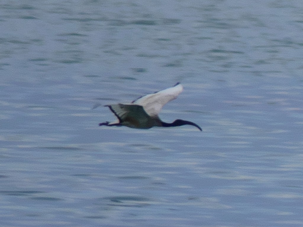 Ibis sacré - ML236351431