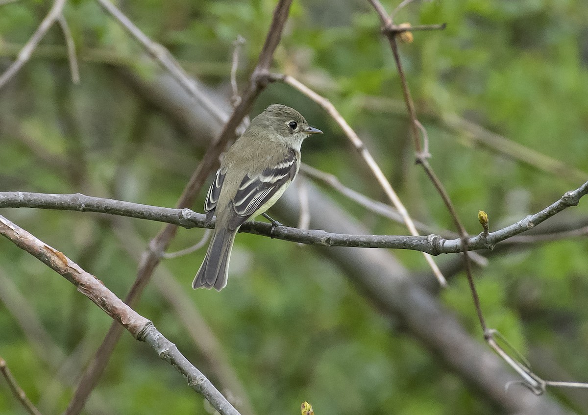 Least Flycatcher - ML236351861