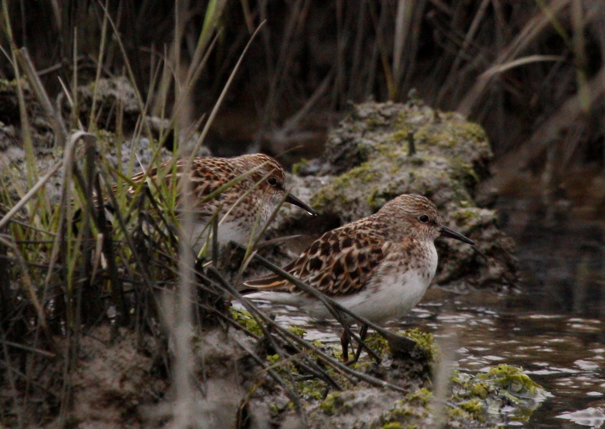 Least Sandpiper - Joey Della Penna