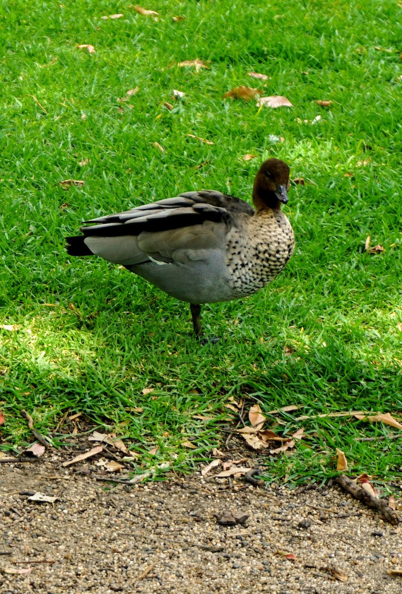 Maned Duck - ML236353311