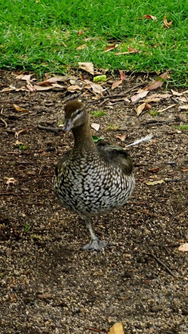 Maned Duck - ML236353411