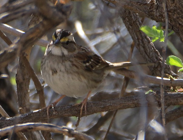 White-throated Sparrow - Moe Bertrand