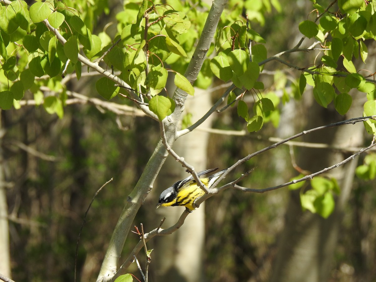 Magnolia Warbler - ML236355911