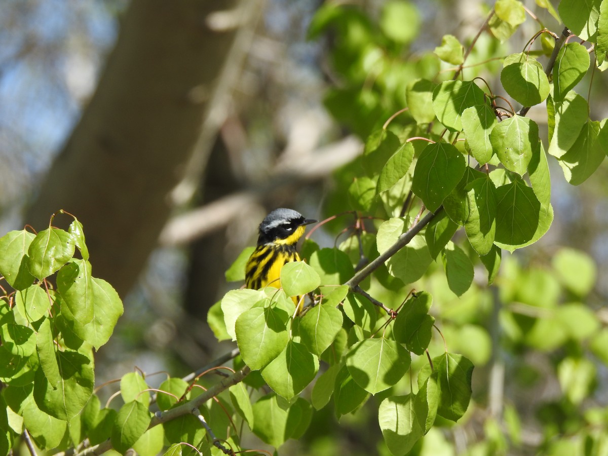Magnolia Warbler - ML236356221