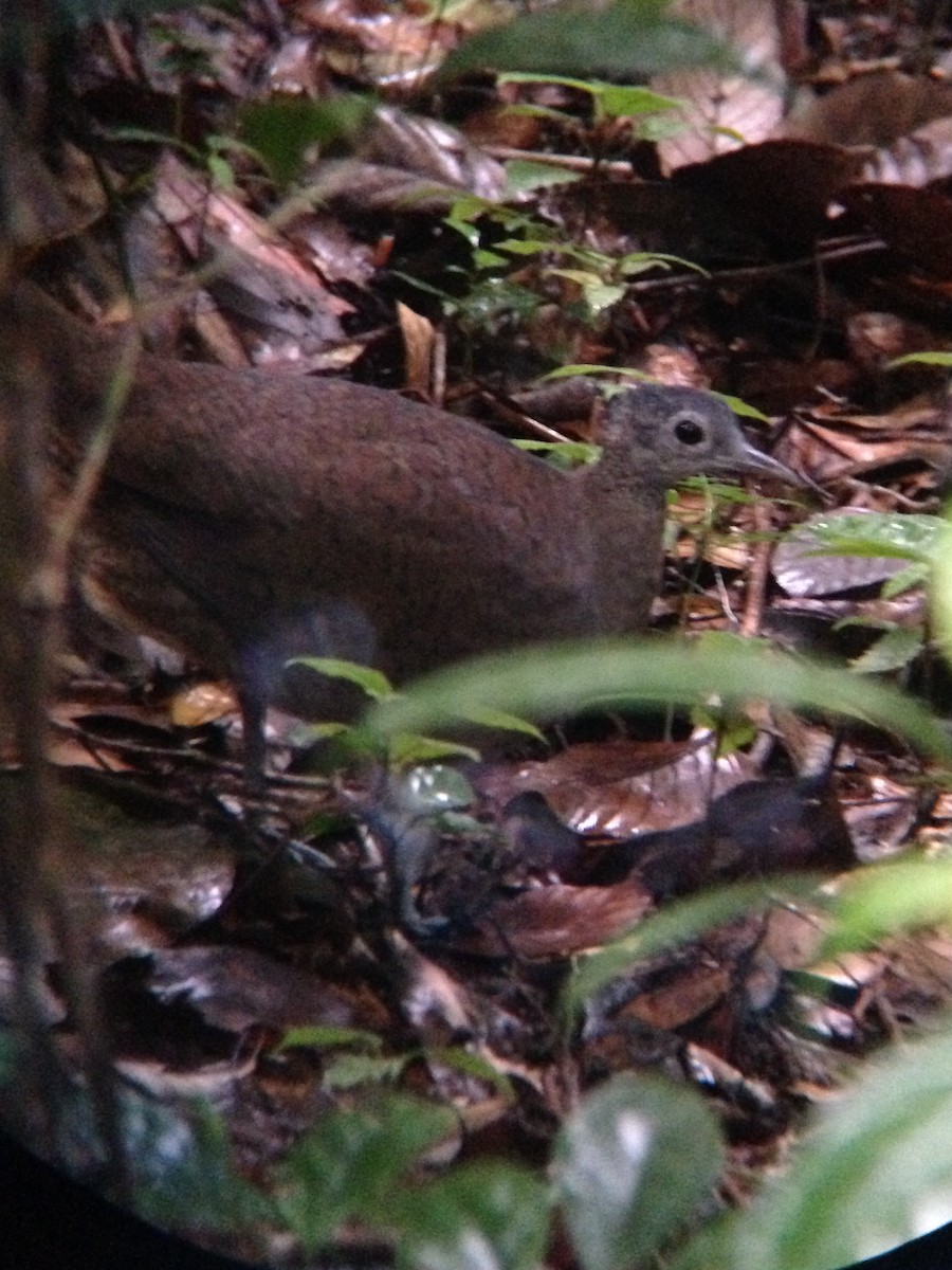 Slaty-breasted Tinamou - ML23635881