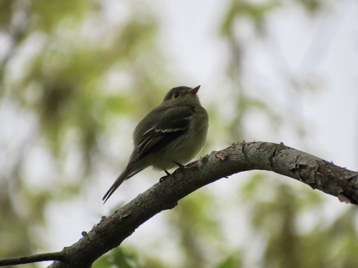 Yellow-bellied Flycatcher - David Mathieu