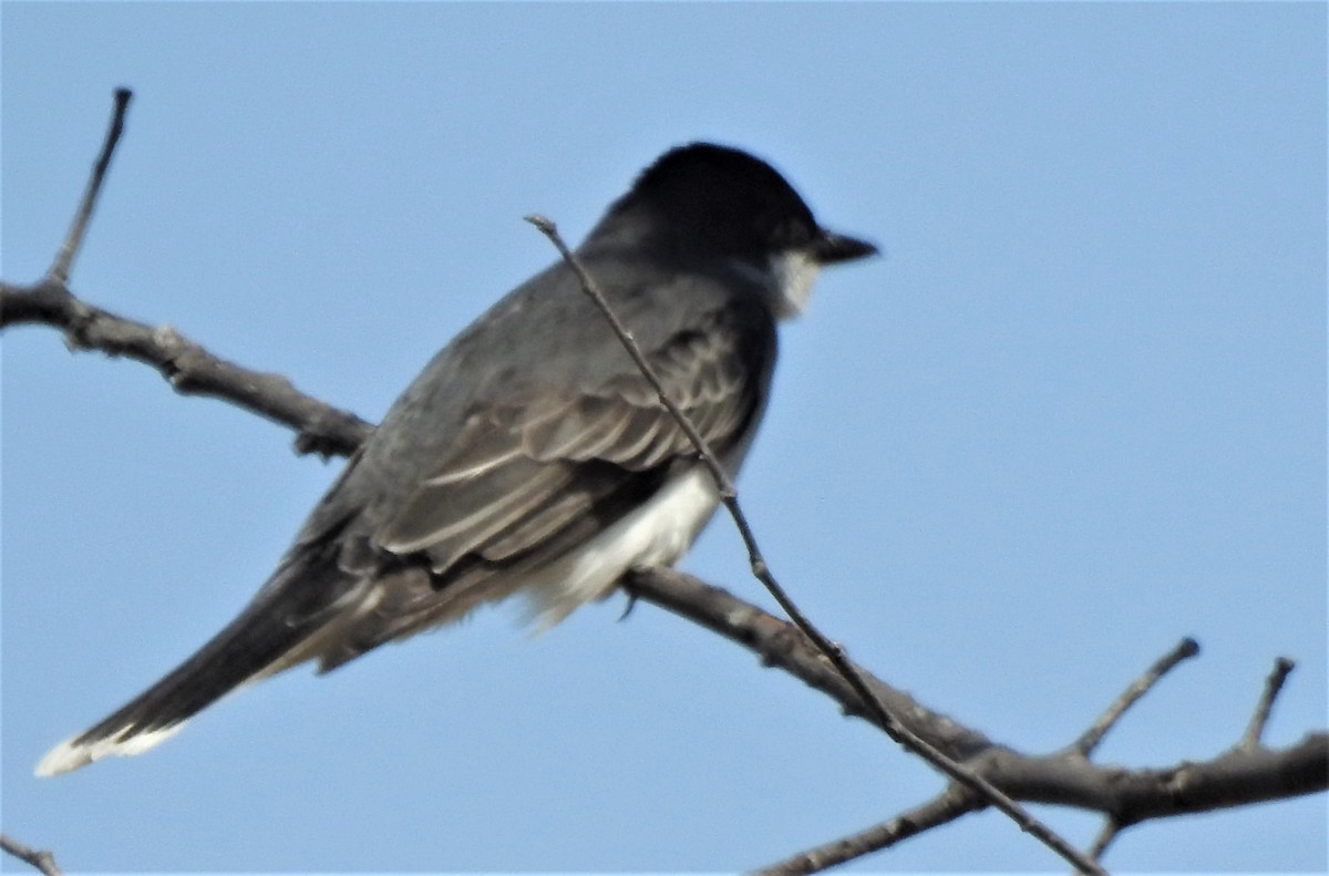 Eastern Kingbird - ML236361461