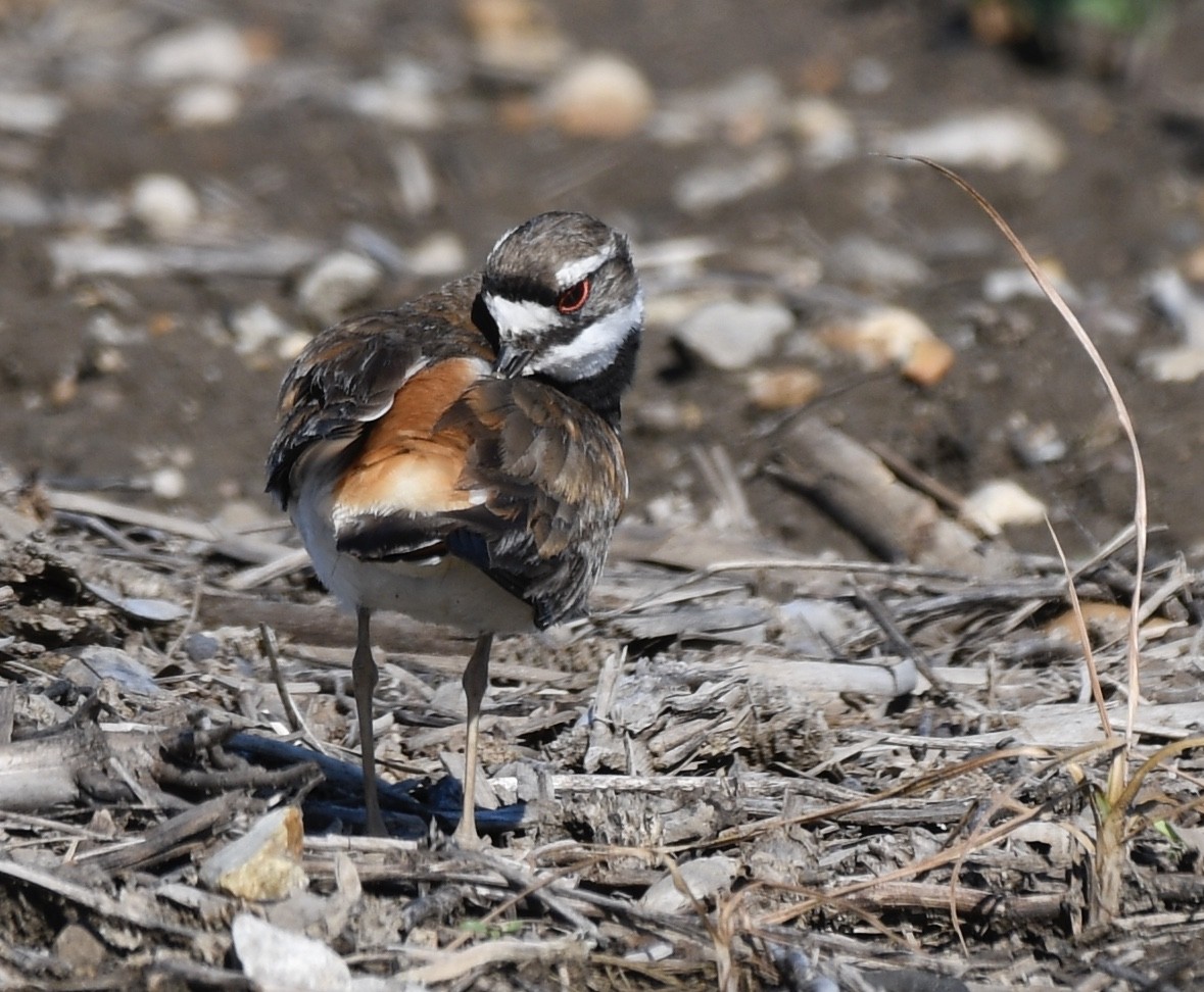 Killdeer - ML236362391