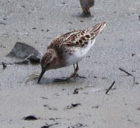 Least Sandpiper - ML236363001