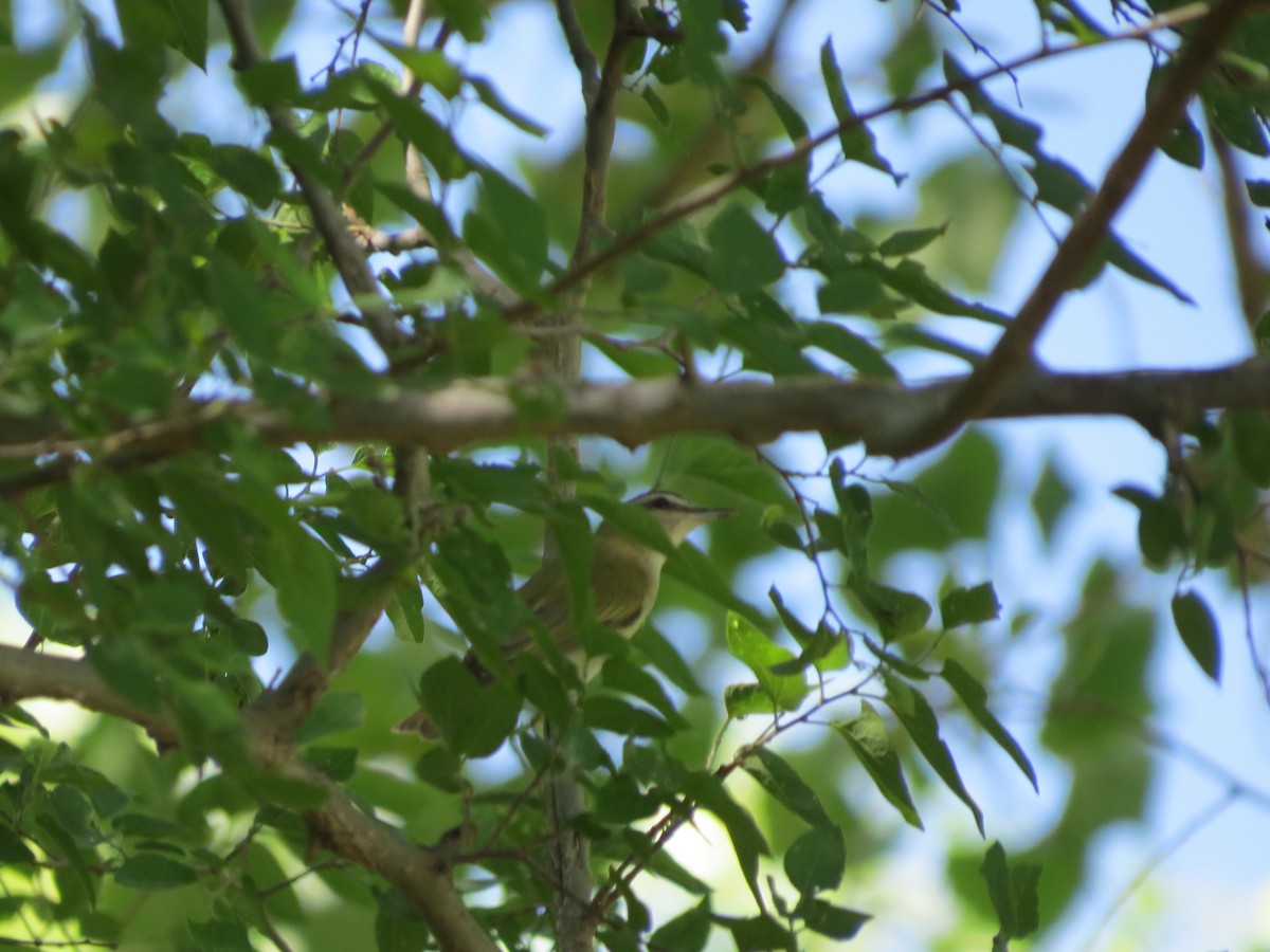 Red-eyed Vireo - ML236363481