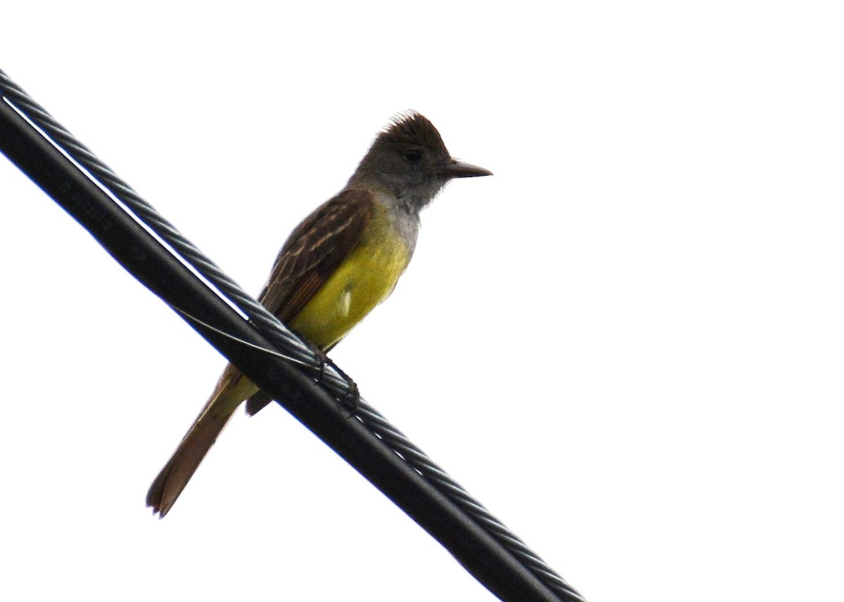Great Crested Flycatcher - ML236363521
