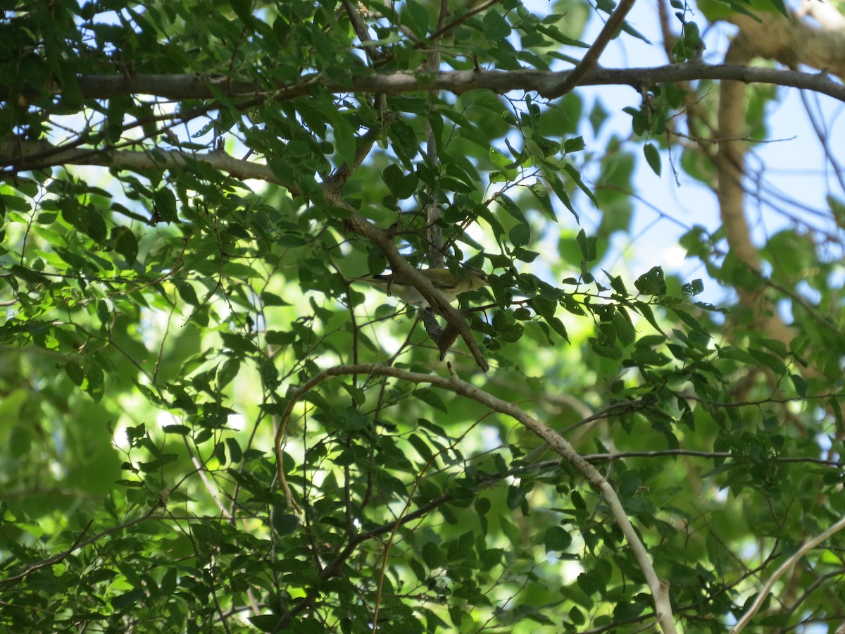 Red-eyed Vireo - ML236363591