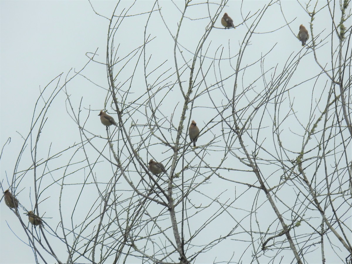 Cedar Waxwing - ML236363981